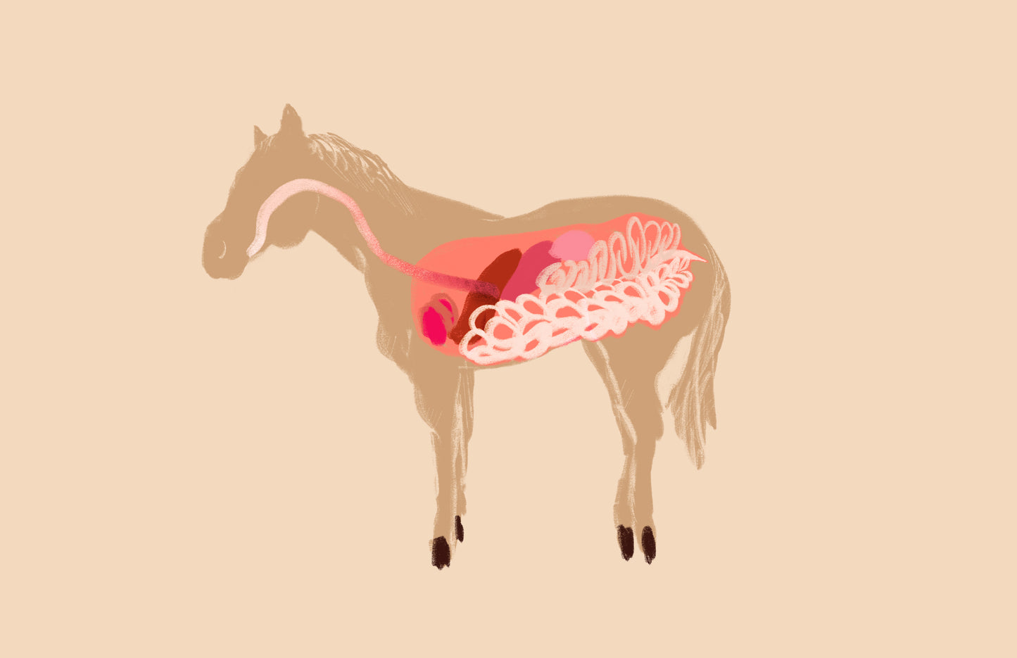 17x11 inch Art Print "Anatomical Horsey Friend"