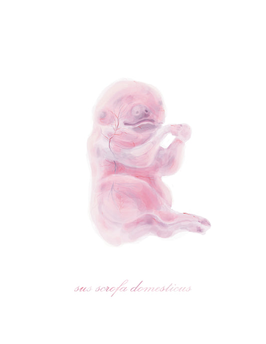 8x10 inch Pig Fetus Art Print