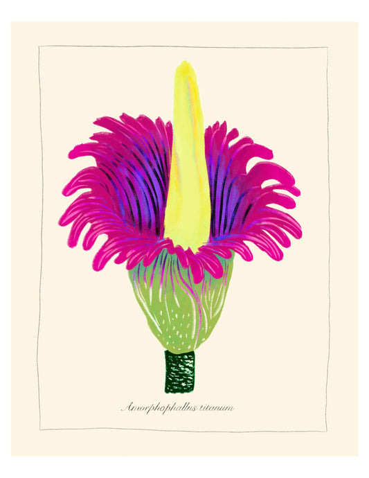 8x10 inch Art Print "Titan Arum Corpse Flower"