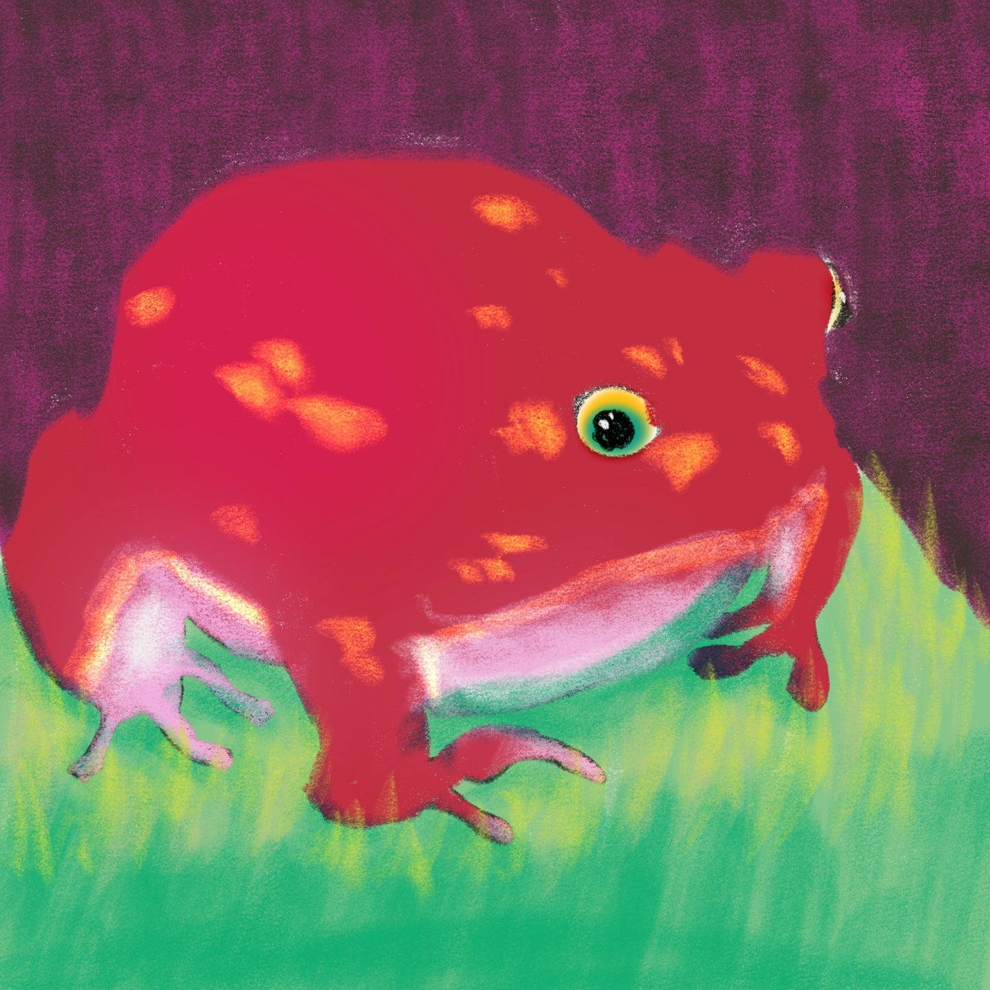 8x8 inch Limited Edition Art Print Framed "Frog 1-6"