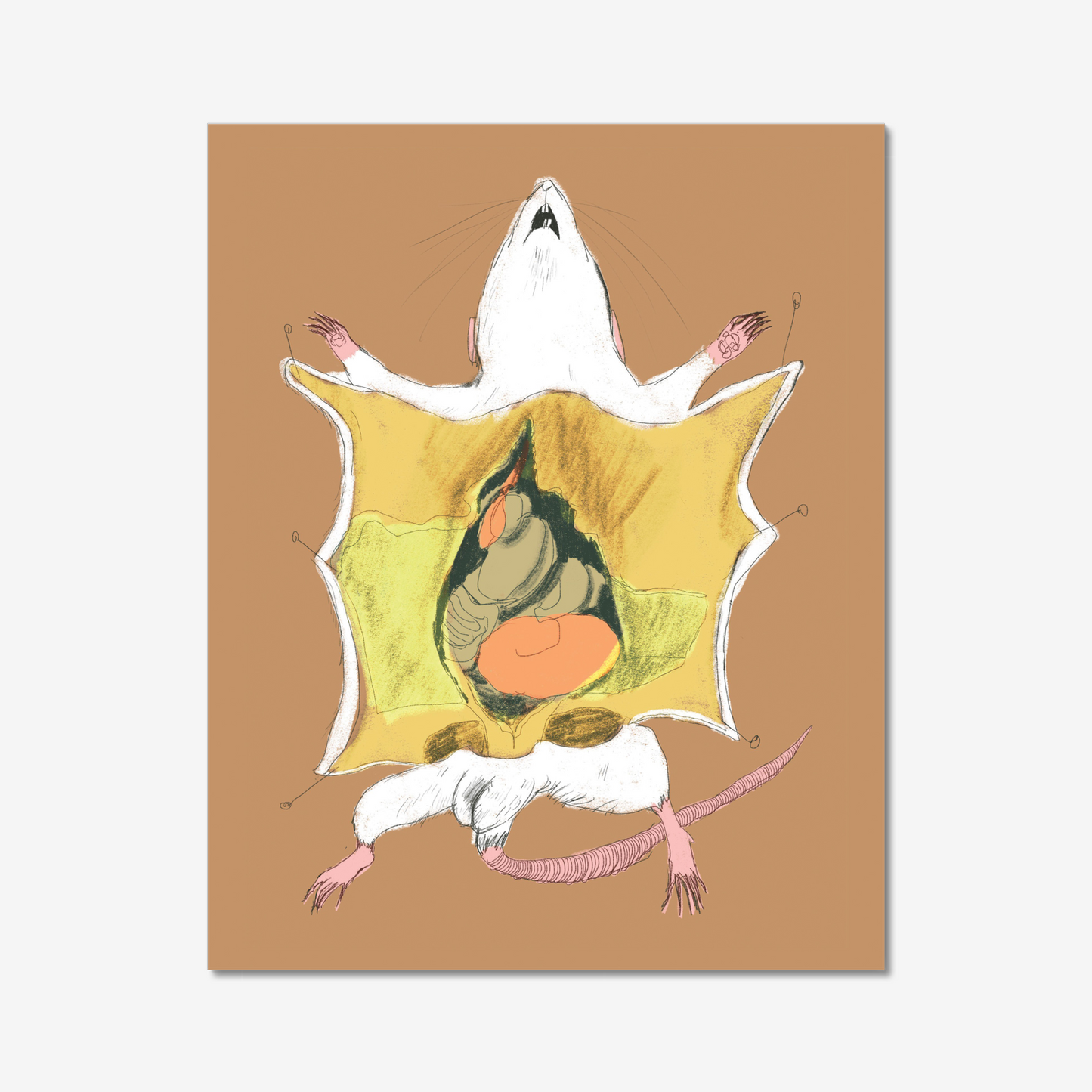 8x10 inch Art Print "Dissected Rat Friend"